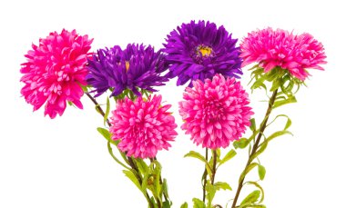 aster izole