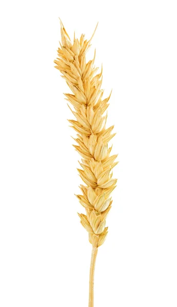 Ear of wheat — Stock Photo, Image