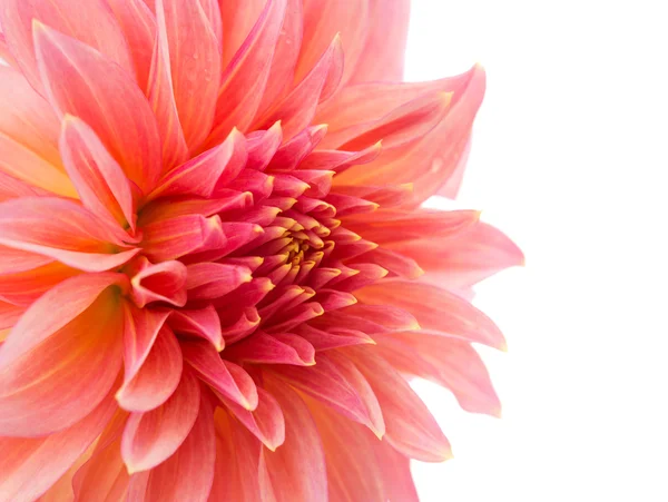 Pink dahlia — Stock Photo, Image