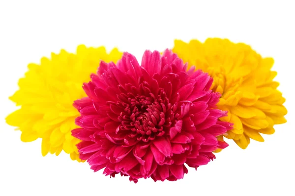 Krizantém virág dekoráció — Stock Fotó
