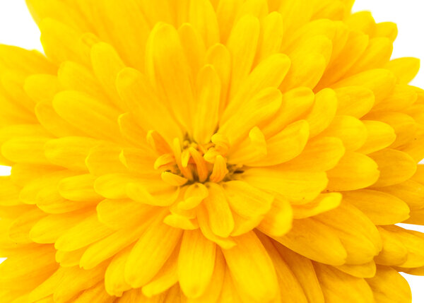 Желтая хризантема изолирована
