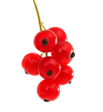 Frenk üzümü izole edildi