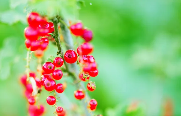 Red currants — Stock Photo, Image