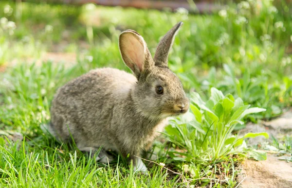 Kleines graues Kaninchen — Stockfoto