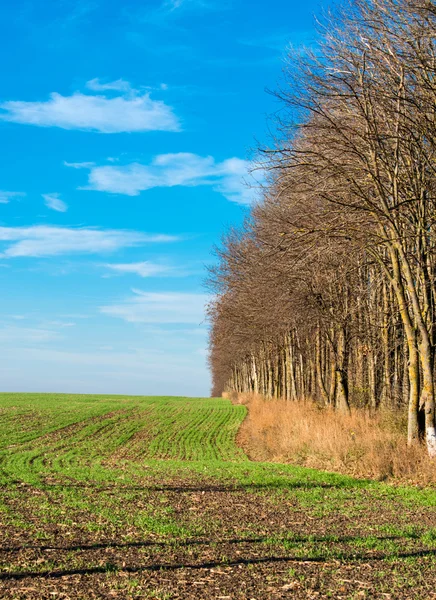 Late autumn season. — Stock Photo, Image