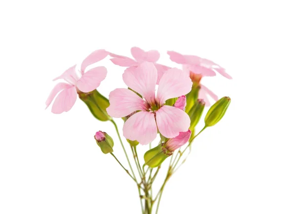 Delicate pink flowers — Stock Photo, Image