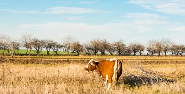 Rural landscape with a cow — Stock Photo, Image