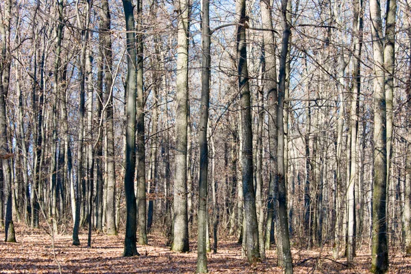 Forest with fallen leaves — Stock Photo, Image