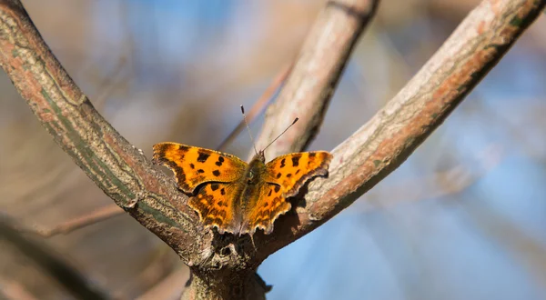 Papillon sur l'arbre à la fin de l'automne — Photo