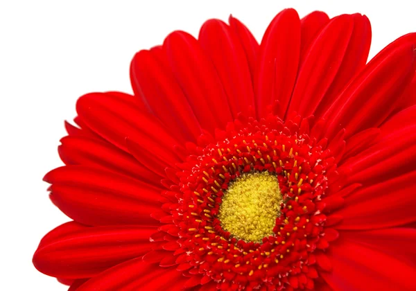 Bel fiore di gerbera — Foto Stock