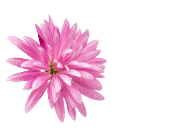 Crisantemo rosa aislado — Foto de Stock