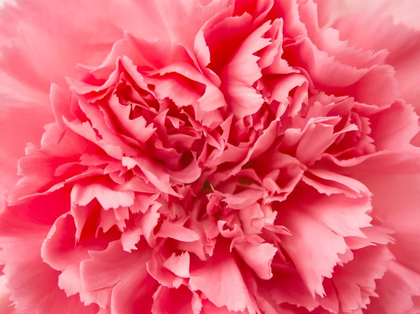 Pembe karanfil çiçeği. — Stok fotoğraf