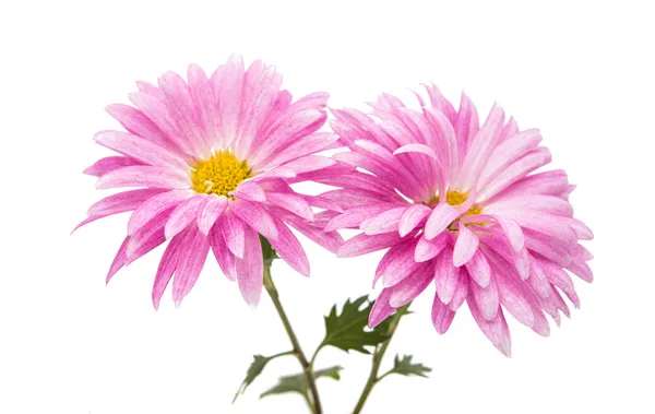 Pink chrysanthemum isolated — Stock Photo, Image