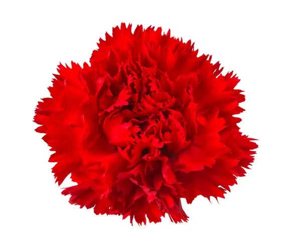 Carnation flower isolated — Stock Photo, Image