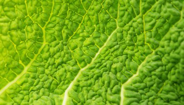 Savoy lahana yaprağı doku makro arka plan
