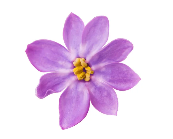 Lilac flower — Stock Photo, Image