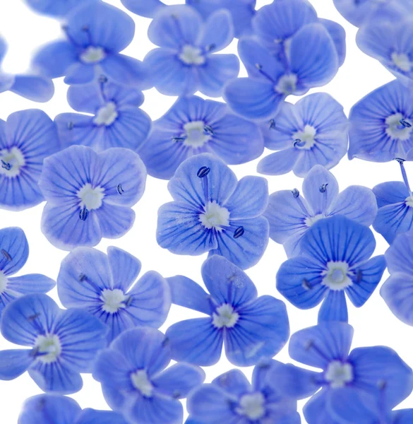 Prachtige blauwe bloemen — Stockfoto