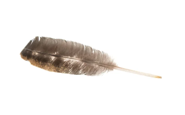 Bird feather isolated — Stock Photo, Image