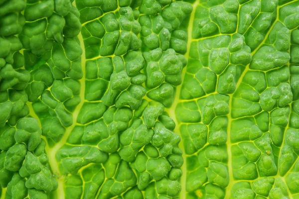 Savoy Cabbage Leaf Texture Macro Background — Stock Photo, Image