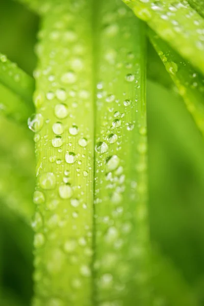 Blade of leaf with raindrop macro — Stock Photo, Image