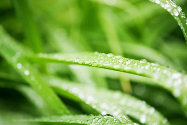 Lemmet van blad met regendruppel macro — Stockfoto