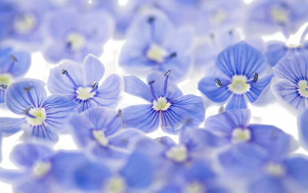 Schöne blaue Blumen Stockbild