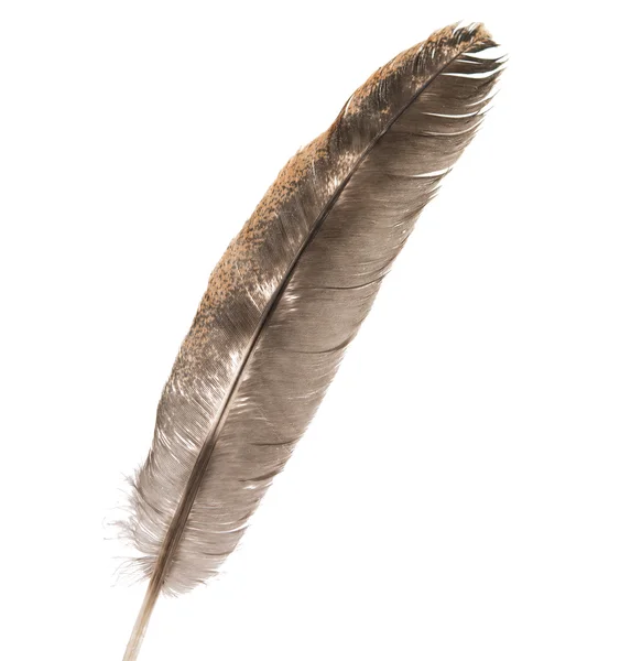 Bird feather isolated Royalty Free Stock Photos