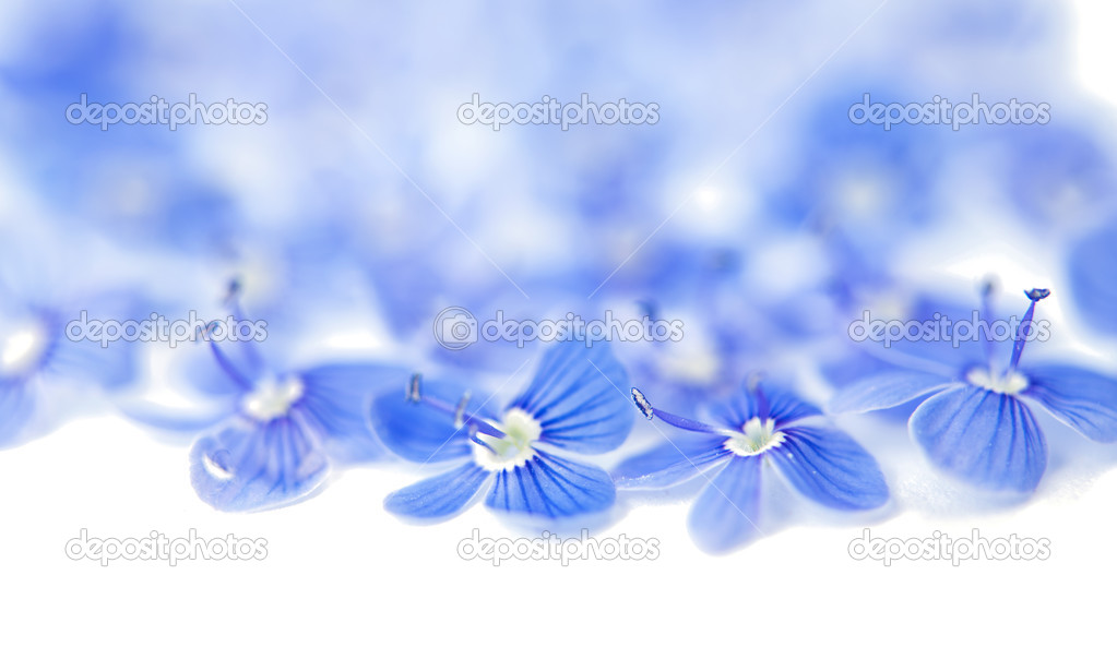 beautiful blue flowers