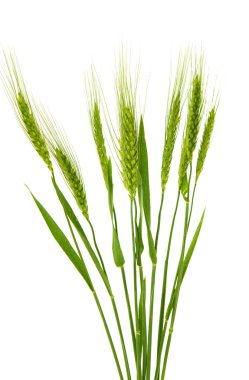 izole buğday yeşil kulaklar