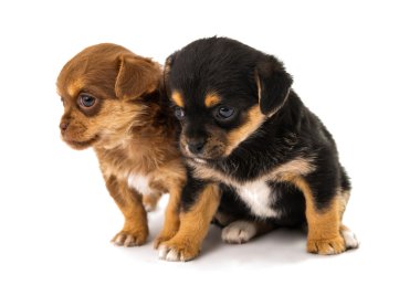 izole köpek yavrusu