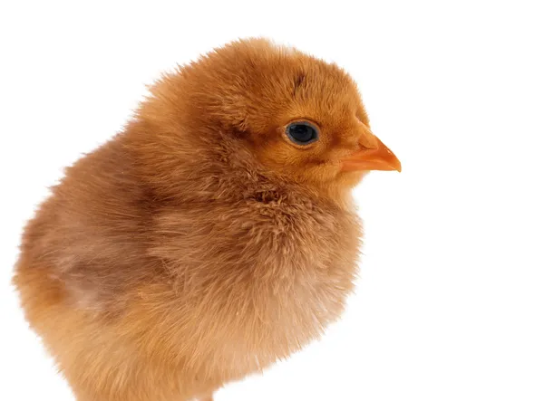 아름 다운 작은 치킨 — 스톡 사진