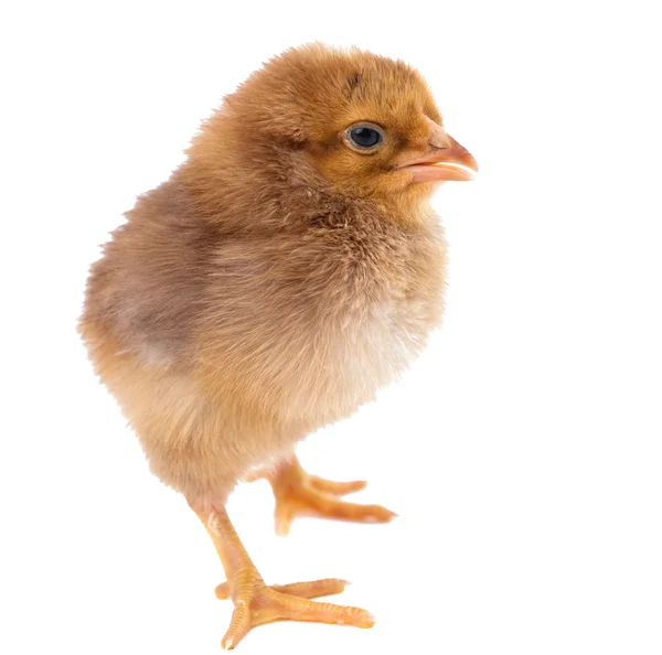 Beautiful little chicken — Stock Photo, Image