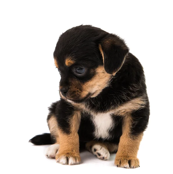 Puppy geïsoleerd — Stockfoto