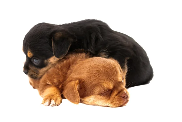 Puppy geïsoleerd — Stockfoto