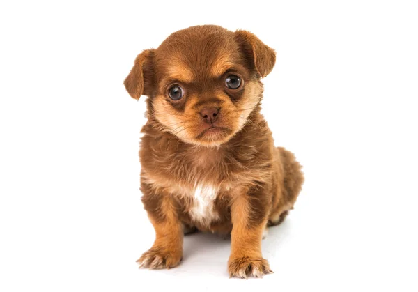 Puppy isolated — Stock Photo, Image