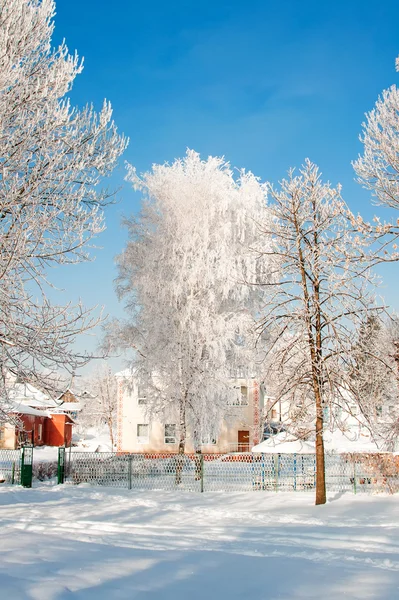 Bomen met sneeuw in het winterpark — Stockfoto