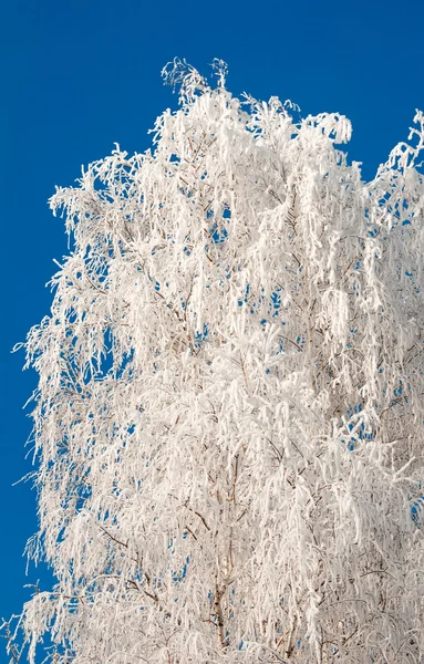 Frosty strom a modré jasno — Stock fotografie