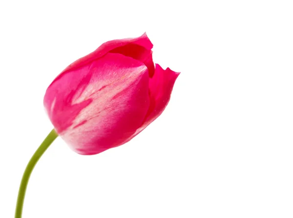 One pink flower — Stock Photo, Image