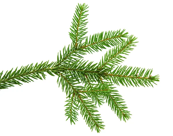 Fir branch isolated — Stock Photo, Image