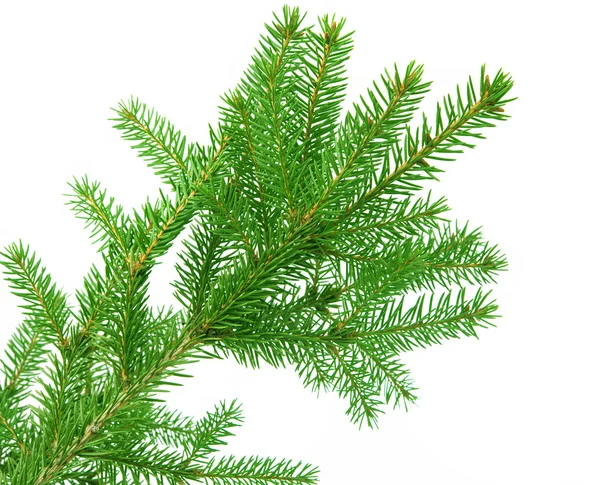 Fir branch geïsoleerd — Stockfoto