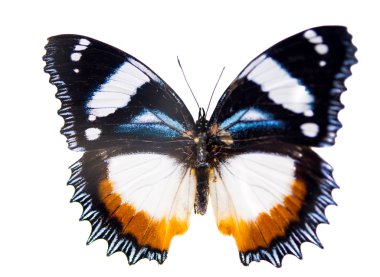 güzel kelebek izole