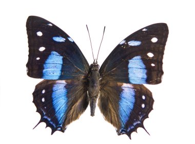 güzel kelebek izole