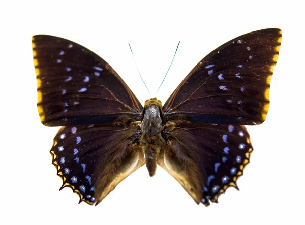 Krásný motýl, samostatný — Stock fotografie