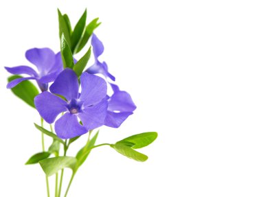 izole salyangozu çiçek