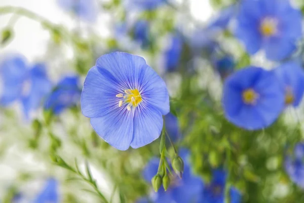 Flax flowers — Stock Photo, Image