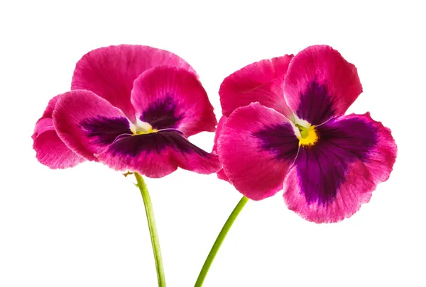 Pansy isolado — Fotografia de Stock