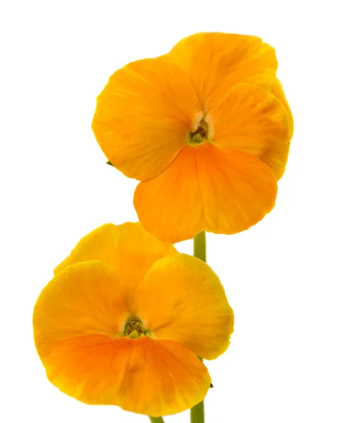 Pansy isolated — Stock Photo, Image