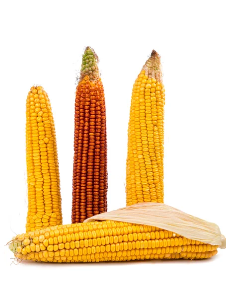 Maize cobs isolated — Stock Photo, Image