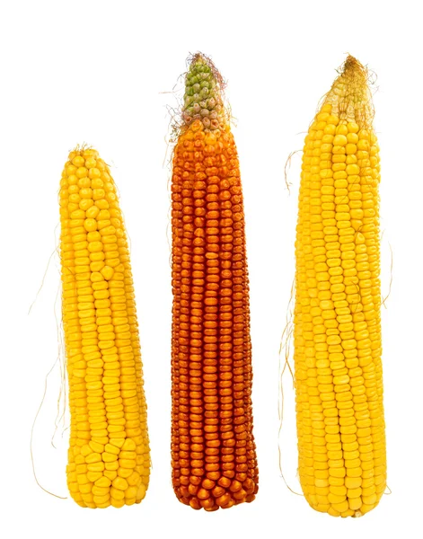 Kukorica cobs elszigetelt — Stock Fotó