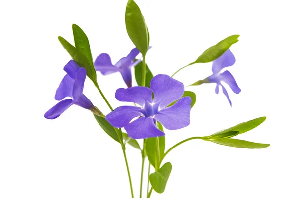 Flor periwinkle isolado — Fotografia de Stock